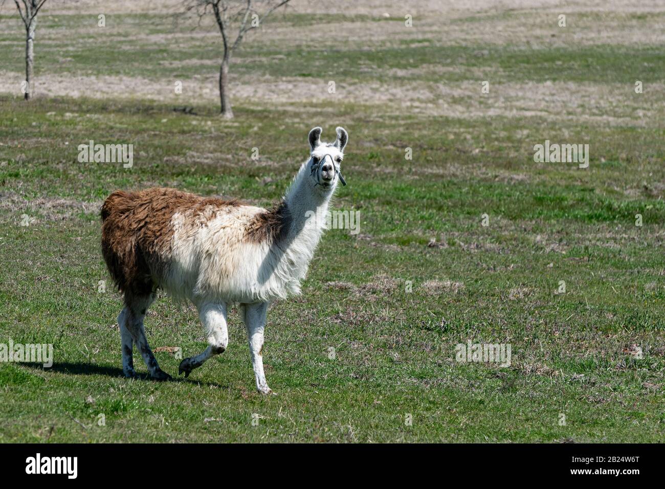 Cute, furry, marrone e bianco Llama guardando la macchina fotografica mentre cammina attraverso l'erba verde di un pascolo ranch in un pomeriggio soleggiato. Foto Stock