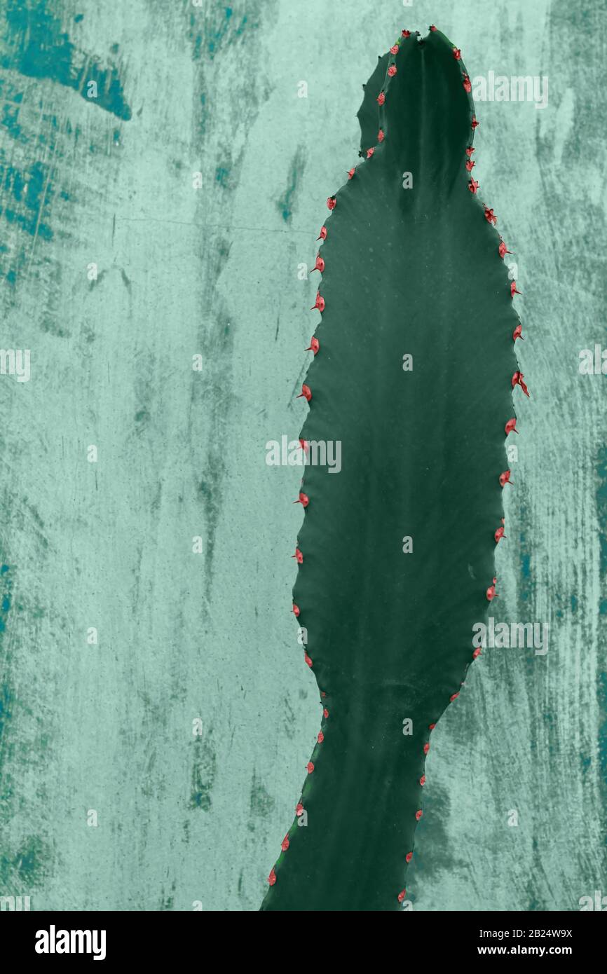 Dettaglio del cactus in tonalità acqumenhe Foto Stock