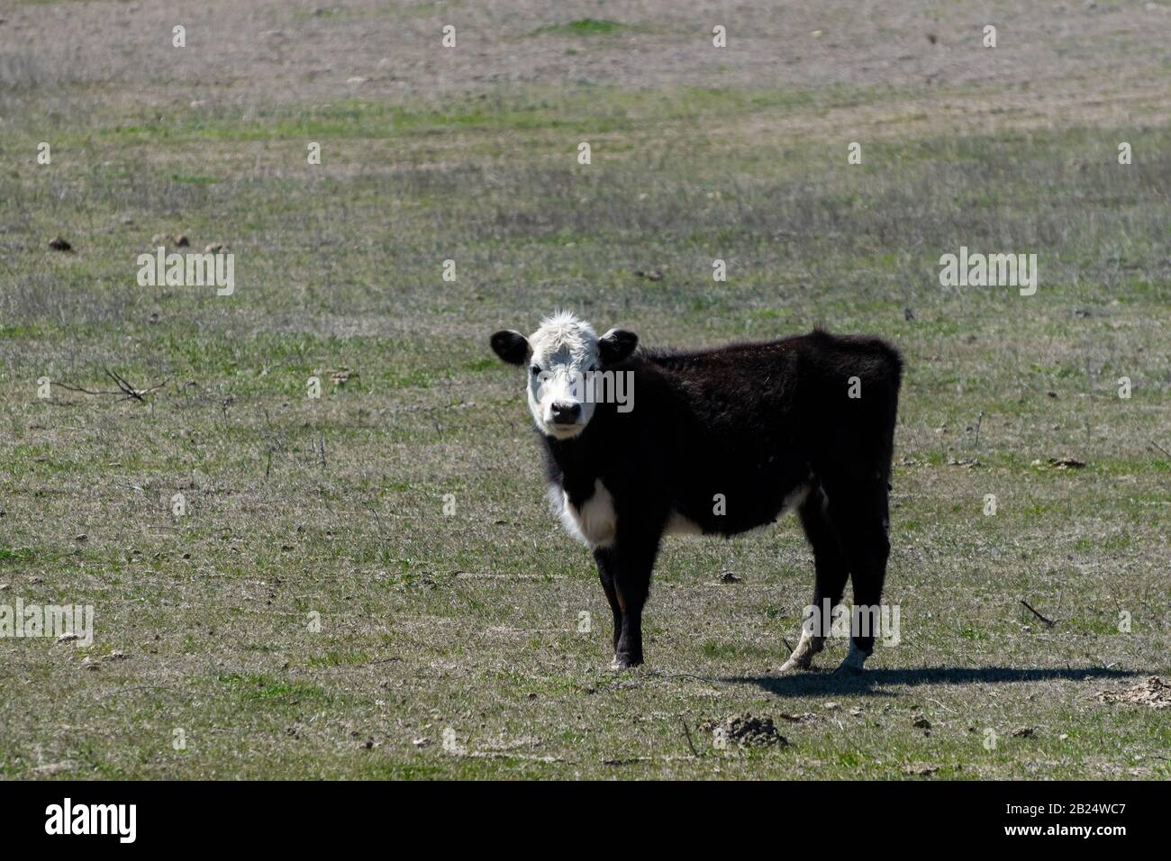 Un vitello carino, nero, Polled Hereford con una faccia sfumata e bianca che si erge da solo in un pascolo ranch e con la sua testa girata come si guarda qualcosa. Foto Stock