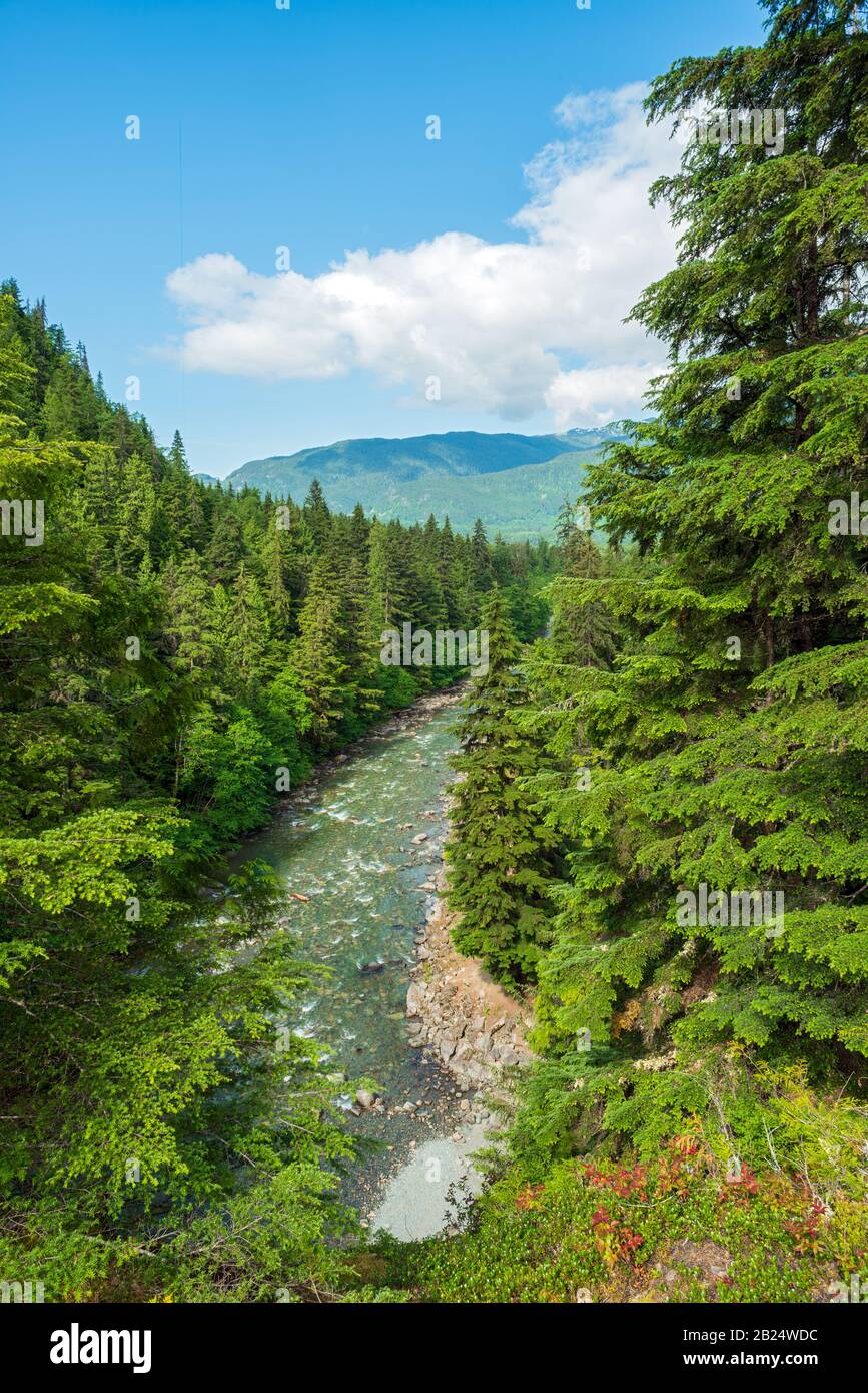 I pini circondano il torrente nel Kleanza Creek Provincial Park, British Columbia, Canada Foto Stock