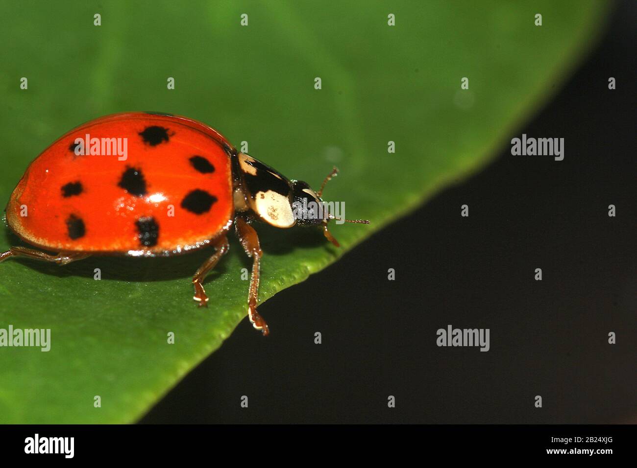 Harlequin ladybug (Harmonia axyridis) Foto Stock