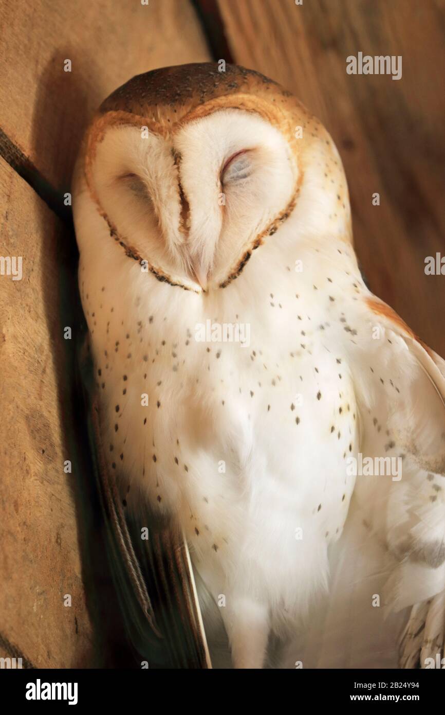 Un Owl di Barn, Tyto alba, che dorme. Bergen County Zoo, Van Saun Park, Paramus, New Jersey, Stati Uniti Foto Stock