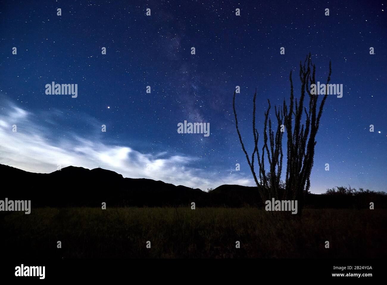 Ocotillo contro il cielo notturno con Via Lattea e Montagne sullo sfondo Foto Stock