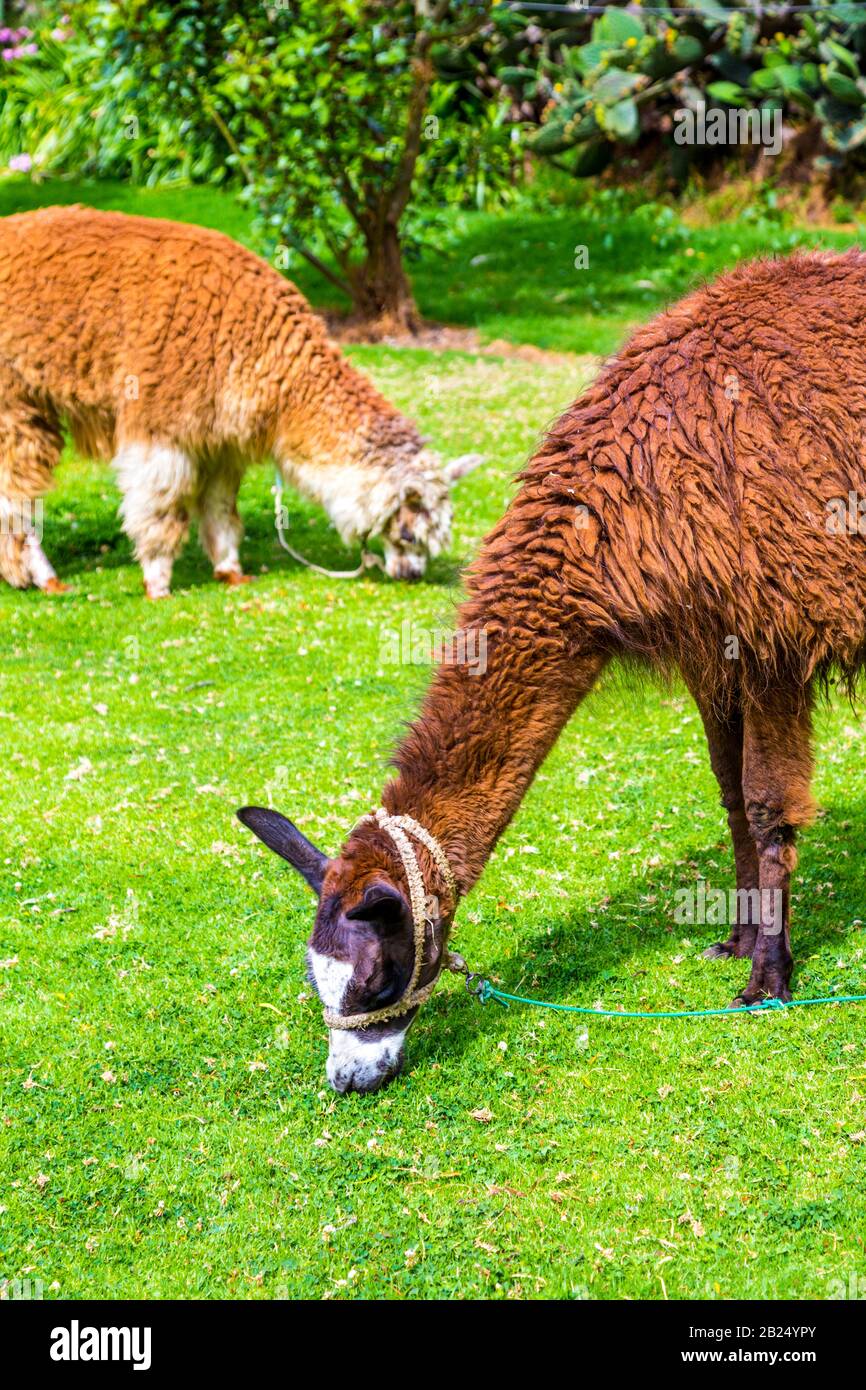 Llama e alpaca pascolo nel giardino di Tunupa Ristorante vicino Maras Salt Stagni, Valle Sacra, Perù Foto Stock