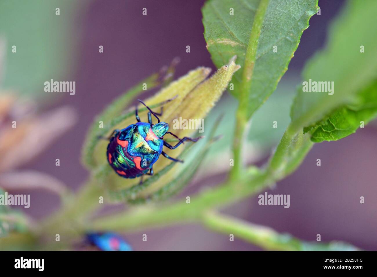 Hibiscus Harlequin Bug, Tectocoris Diophthalmus, Famiglia Scutelleridae. Endemico dell'Australia, della Nuova Guinea e delle Isole del Pacifico. Foto Stock