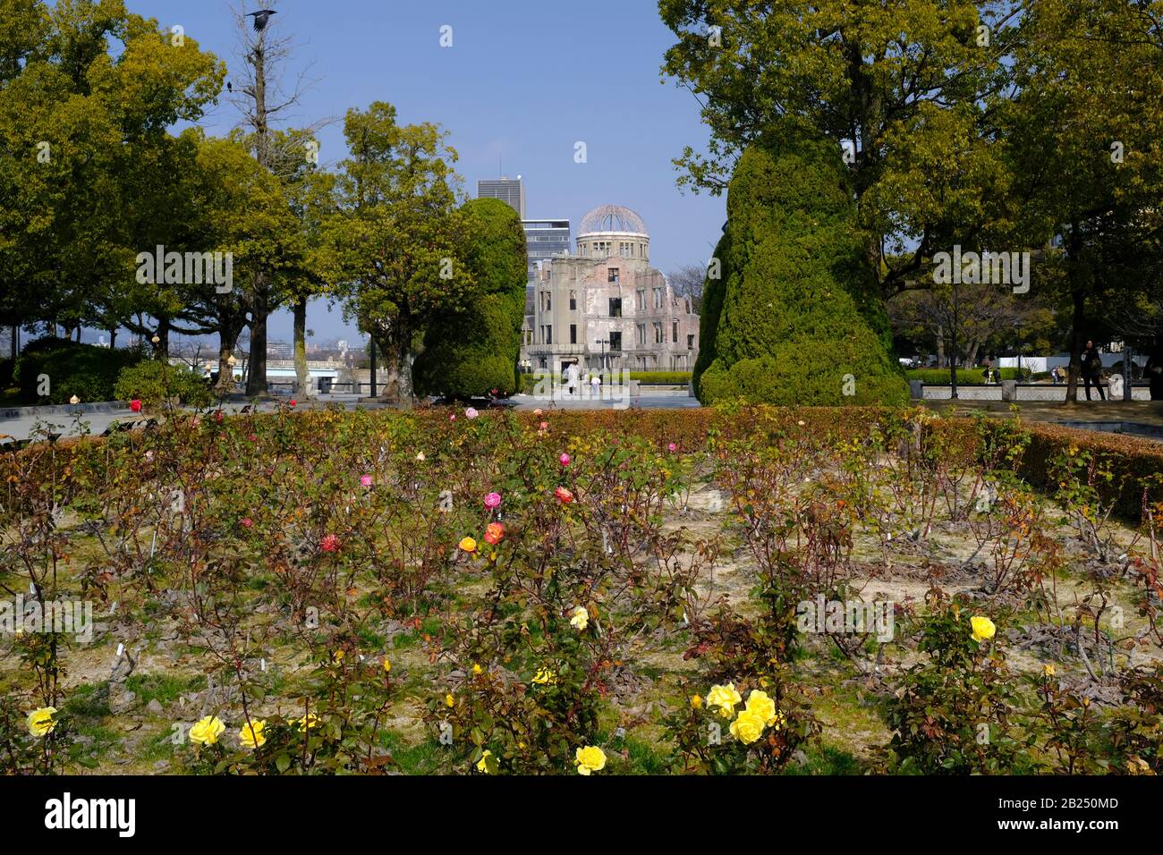 La cupola della bomba atomica di Hiroshima è vista attraverso un campo di fiori Foto Stock