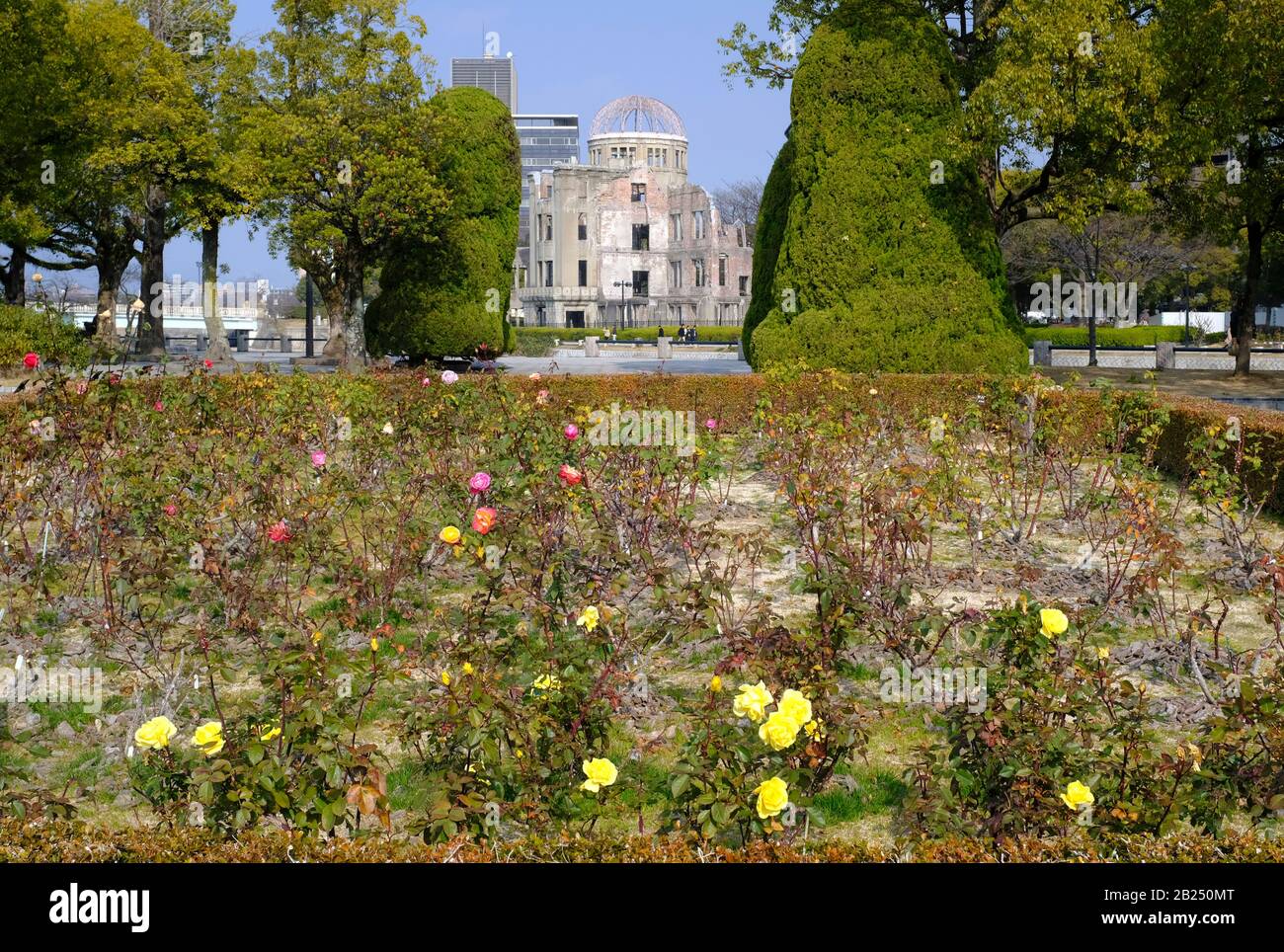 La cupola della bomba atomica di Hiroshima è vista attraverso un campo di fiori Foto Stock