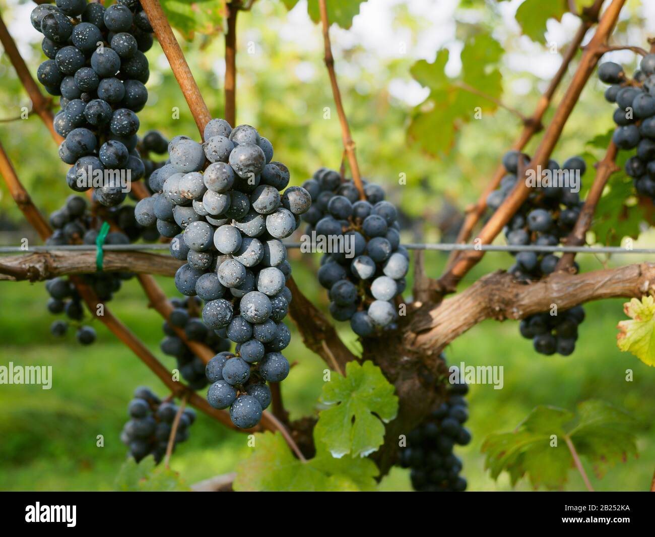 Grappoli di uve nere su una vite in un vigneto. Foto Stock