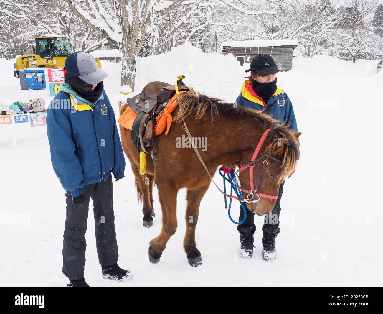 Pony nella neve ad un festival del ghiaccio in Giappone. Foto Stock