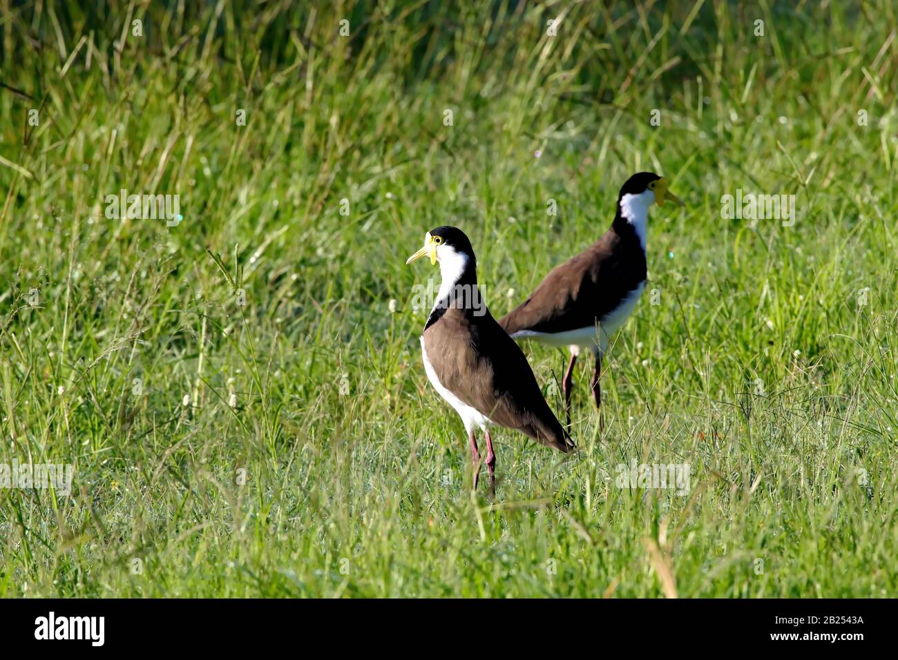 Uccelli: Uccelli selvatici in un campo in cerca di colazione in una mattina estiva. Foto Stock