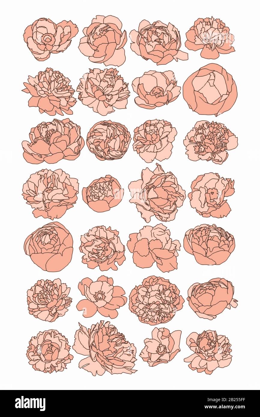 Antichi disegni botanici di fiori primaverili. Rose, peonie e tulipani rosa, perfetti per poster e loghi. Illustrazione Vettoriale