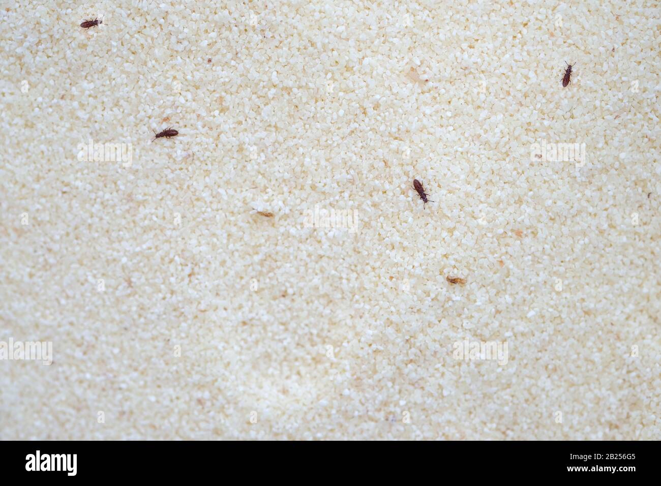 Il confusum di Tribolio di farina confuso sulla vista dall'alto della  semola. Piccoli coleotteri marroni sul croup, insetti nocivi nel cibo Foto  stock - Alamy