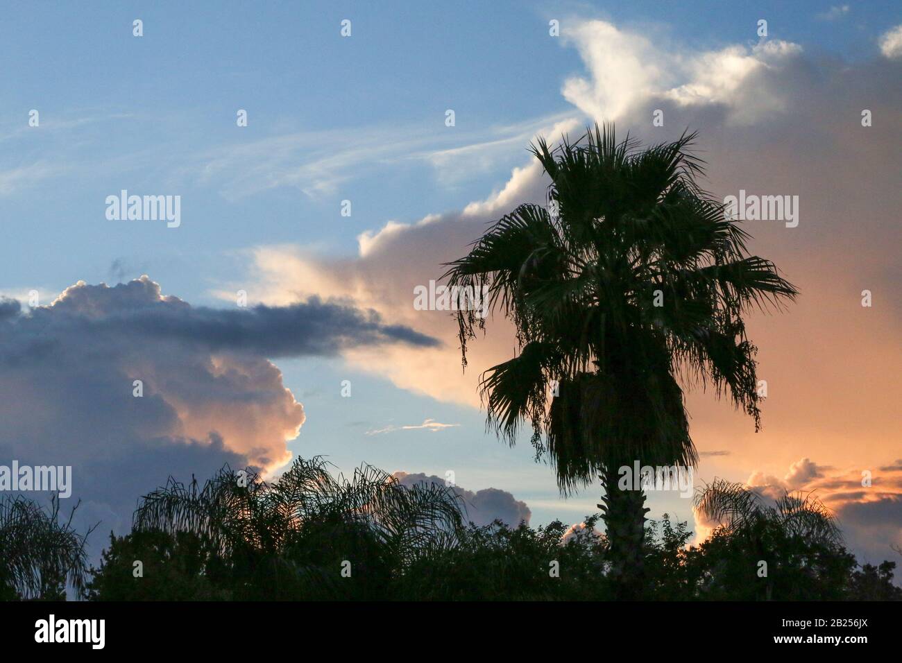 Palme contro il tramonto in Florida Foto Stock
