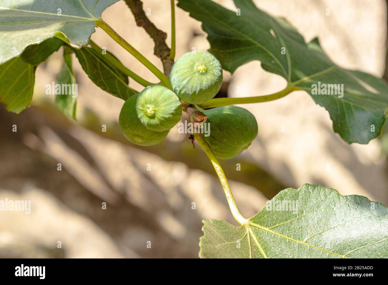 Fig. Un ramo con fichi verdi immaturi in azienda agricola italiana. Foto Stock