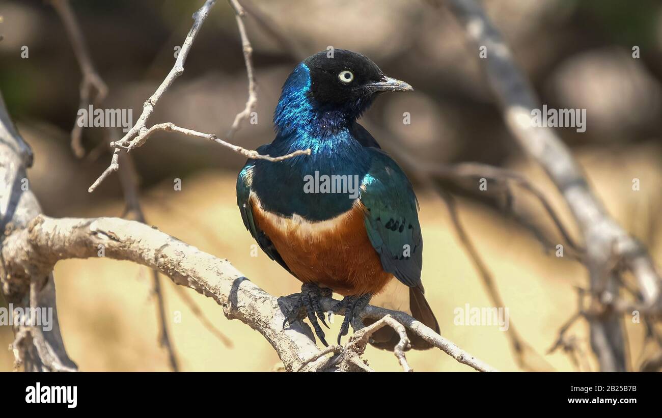 primo piano di un superbo starling guardando intorno a tarangire Foto Stock