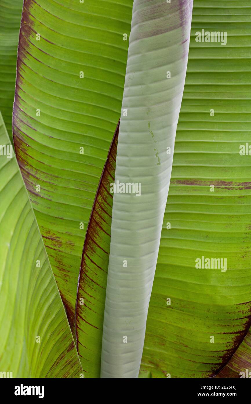 Stabilimento Di Banana Rosso Abissiniana Ensete Maureli Foto Stock