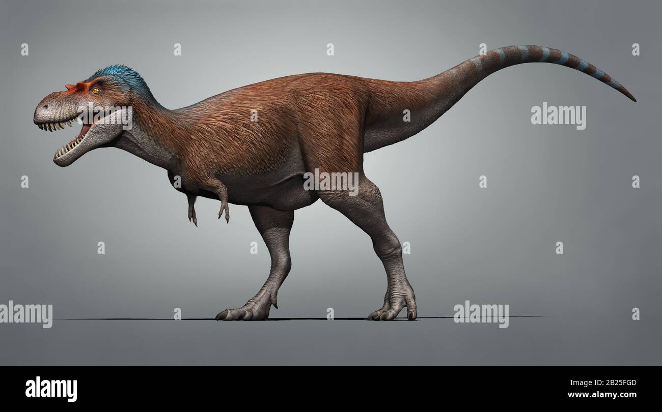 Albertosaurus sarcofago un genere di dinosauri tirannosauridi teropodi Foto Stock