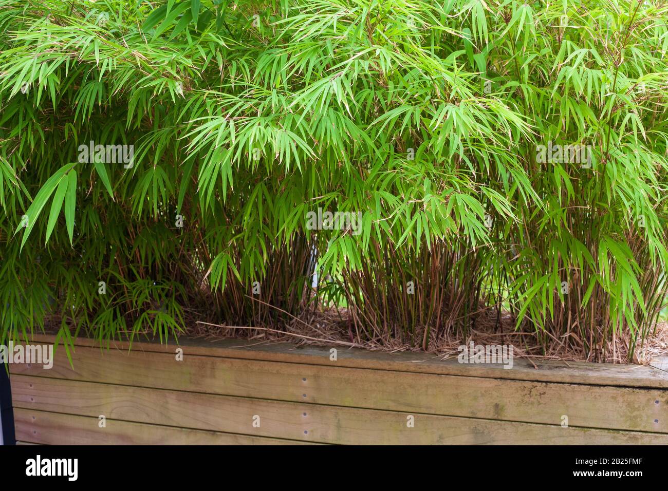 Bambù ornamentale in un contenitore Foto Stock