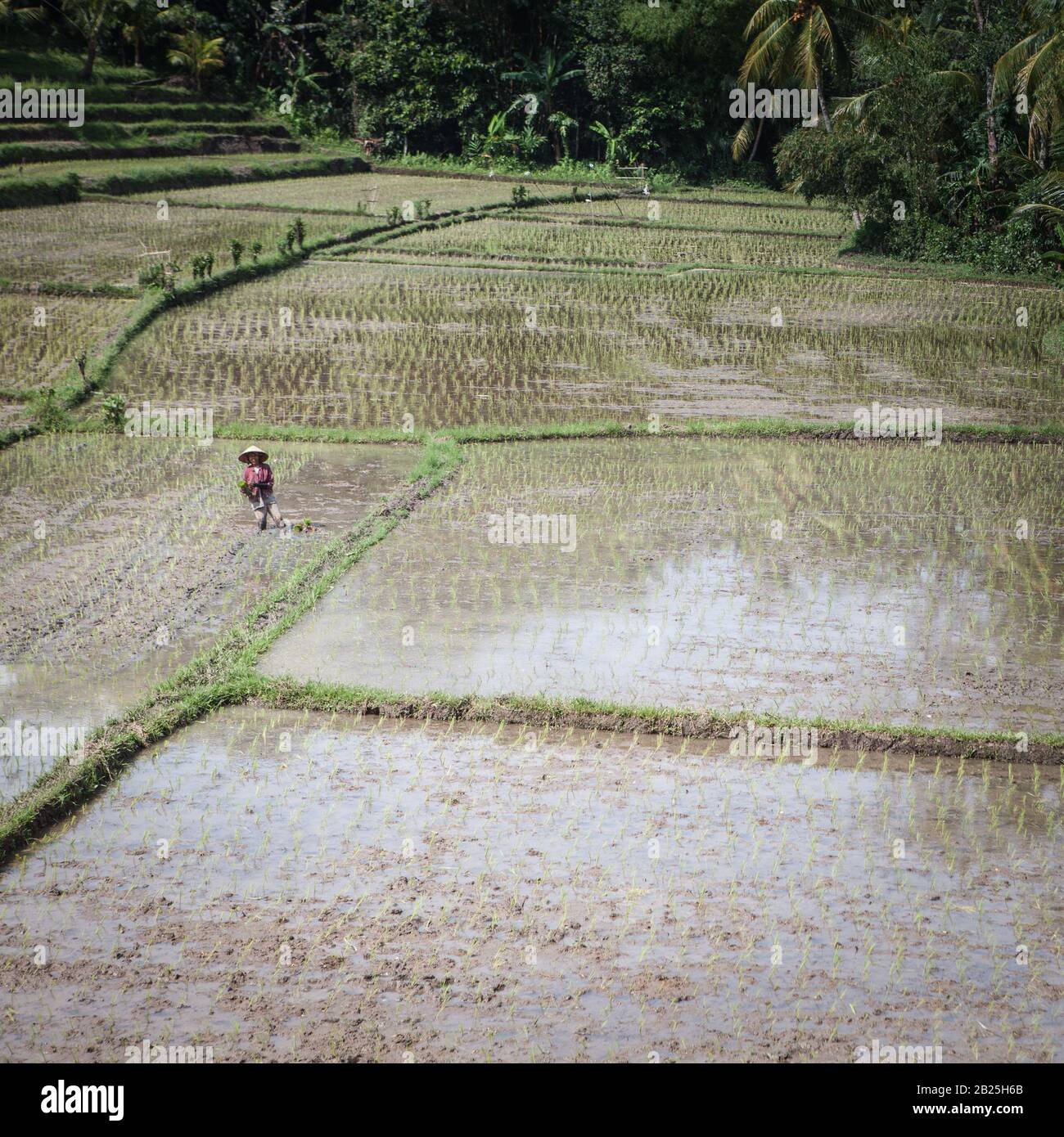 Indonesia, BALI - 20 GENNAIO 2011: Campi di riso Balinesi tradizionali e raccolto Stagionale. Foto Stock