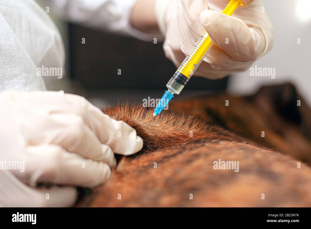 il medico tiene una siringa in mano e sta per somministrare un'iniezione ad un animale domestico. Foto Stock