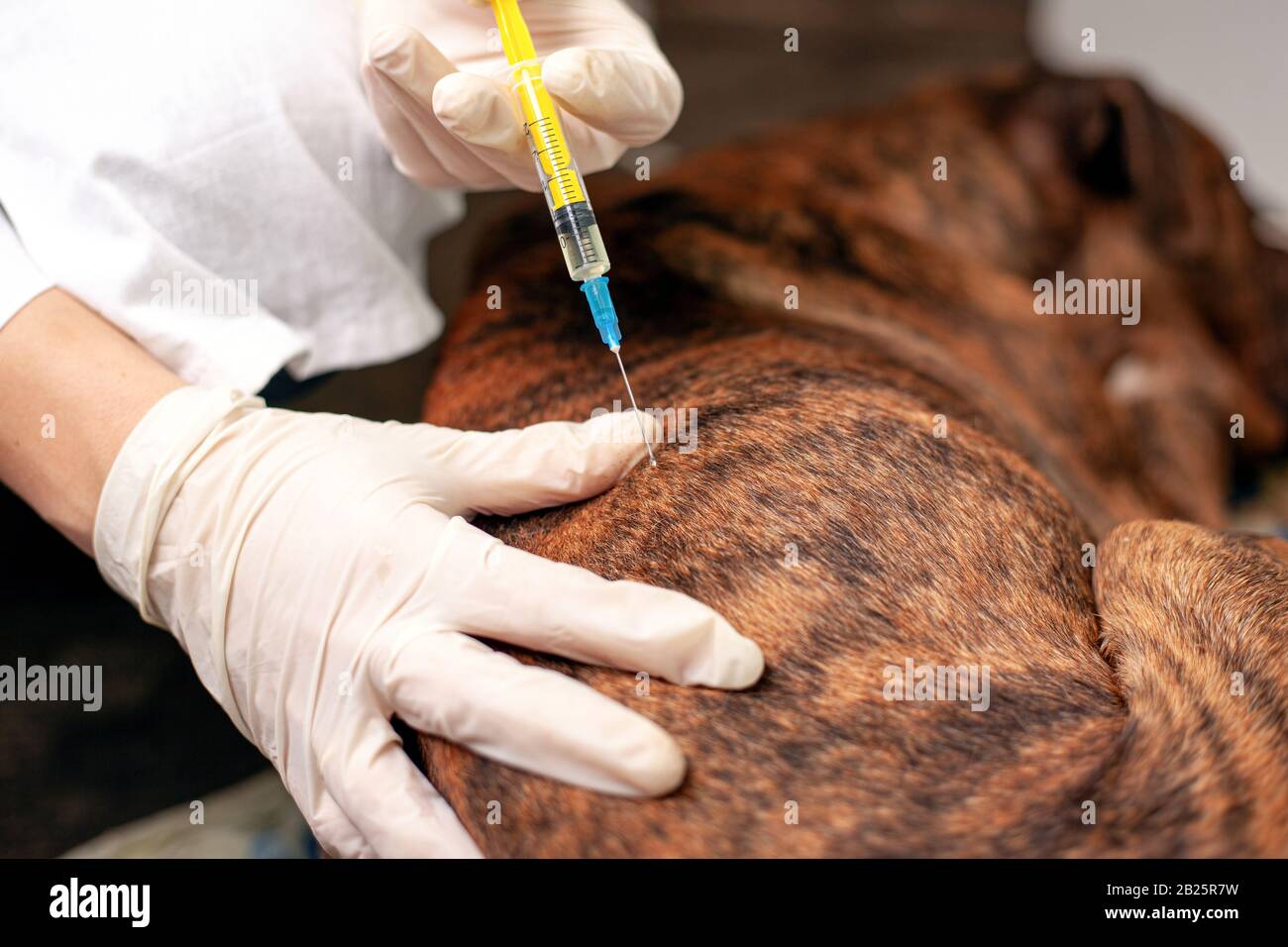 il medico tiene una siringa in mano e sta per somministrare un'iniezione ad un animale domestico. Foto Stock