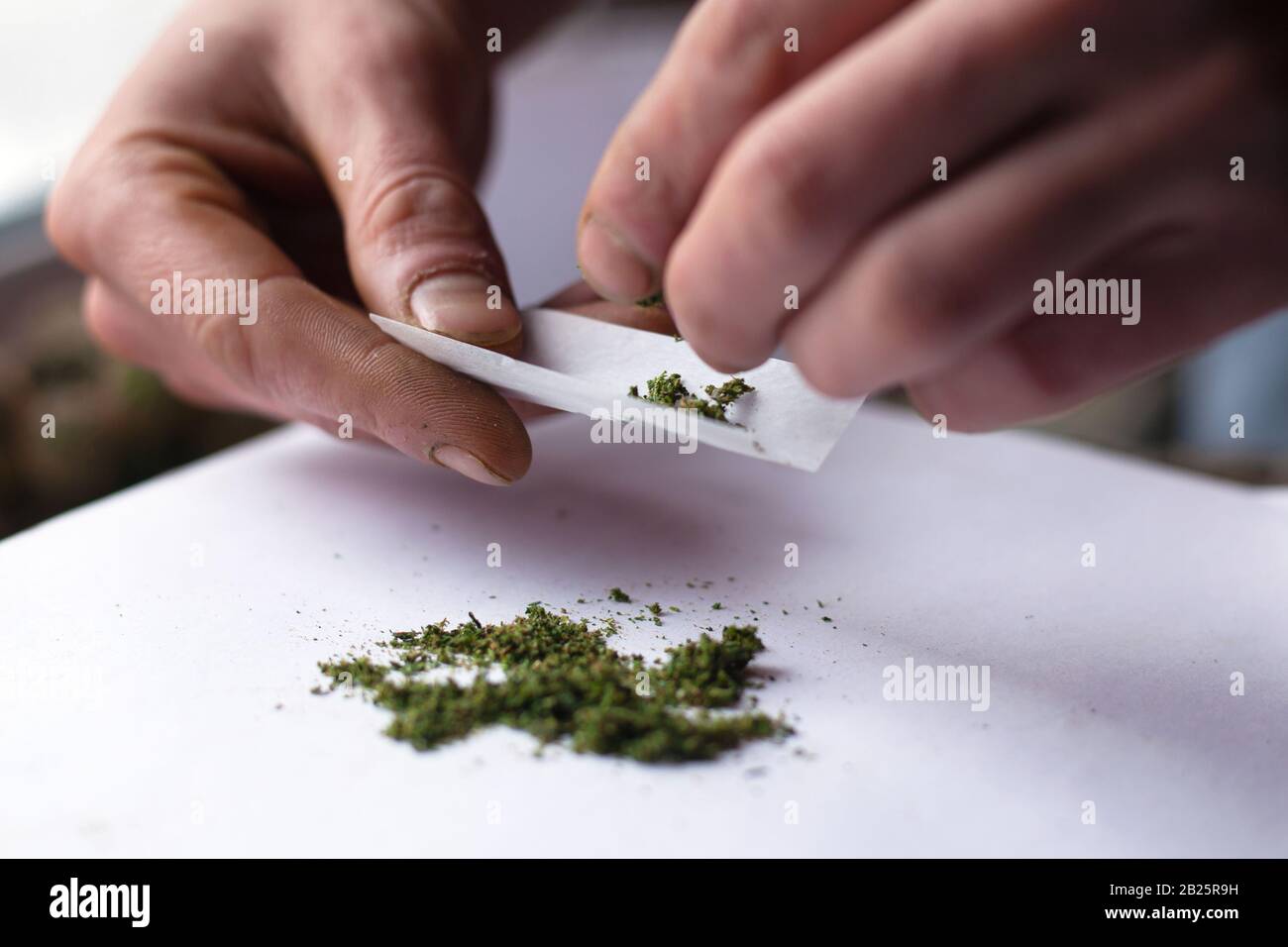 rotolare l'erbaccia di cannabis. fare la sigaretta con marijuana, closeup comune. Foto Stock