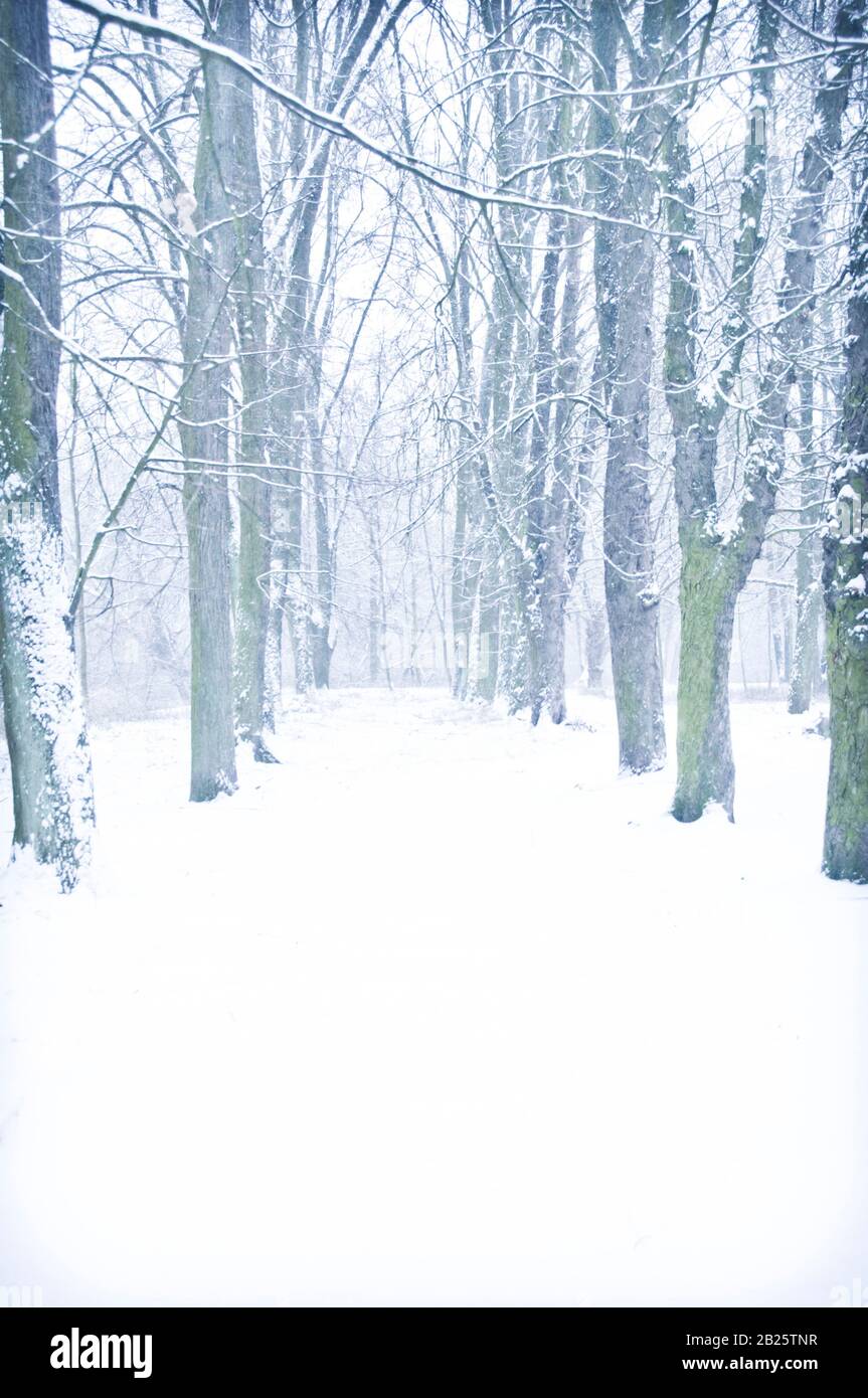 nevosa giornata invernale nella foresta Foto Stock