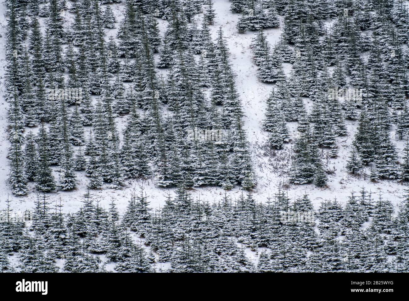 Protezione degli alberi, alberi di Natale, vivaio degli alberi, giovani abeti in inverno, Sauerland vicino Altastenberg, Foto Stock