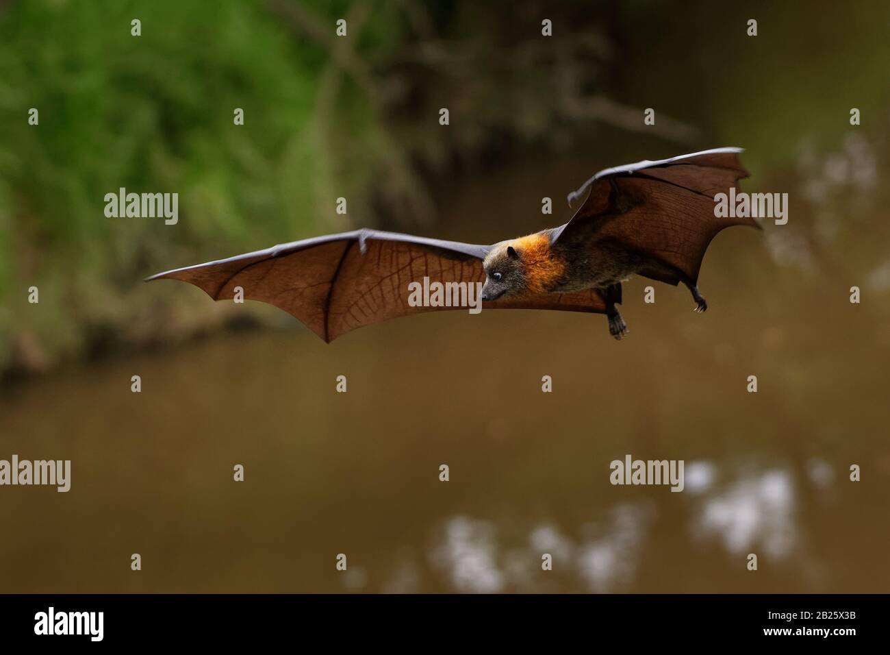 Pteropus poliocephalus - volpe volante con testa grigia, pipistrello Di Frutta dall'Australia appendono sul ramo e volano via dal luogo di giorno. Foto Stock