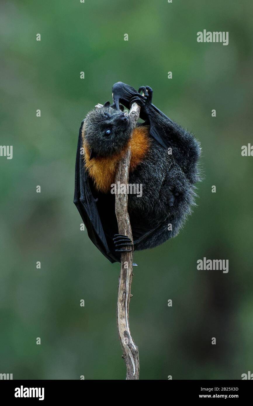 Pteropus poliocephalus - volpe volante con testa grigia, pipistrello Di Frutta dall'Australia appendono sul ramo e volano via dal luogo di giorno. Foto Stock