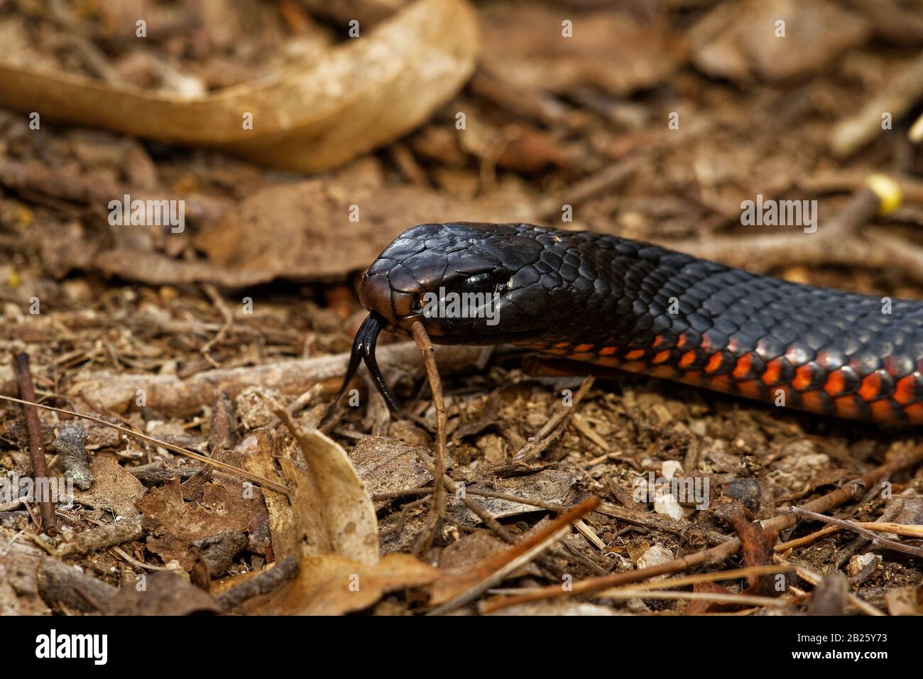 Serpente Nero Rosso-bellizzato - Pseudochis porfiriacus specie di serpente elapide nativo dell'Australia orientale. Serpente velenoso nero con fondo rosso. Foto Stock