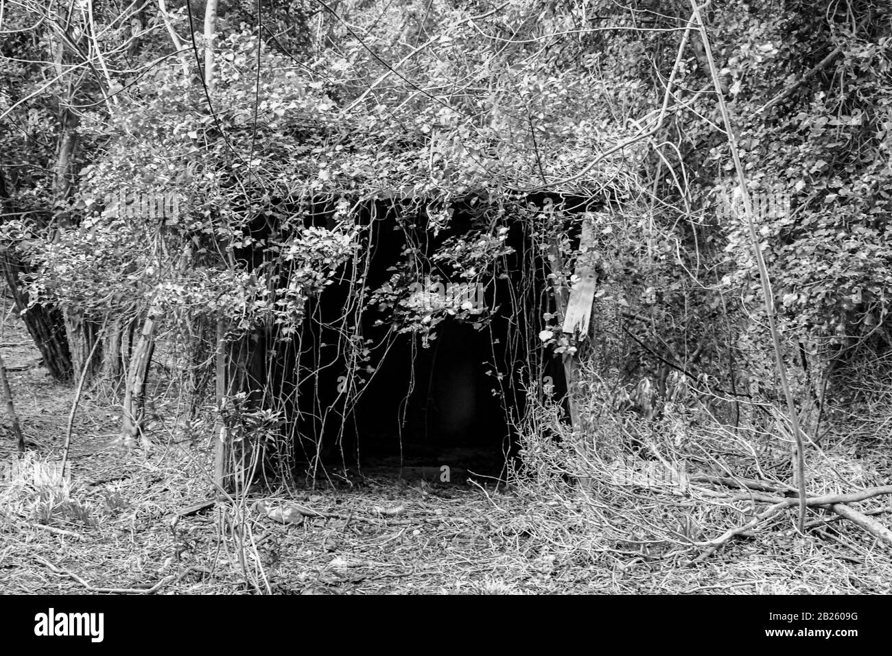 le rovine di una vecchia casa nel profondo dei boschi che un tempo era usato come hotel ma bruciato molto tempo fa dopo una discussione tra una moglie e marito Foto Stock