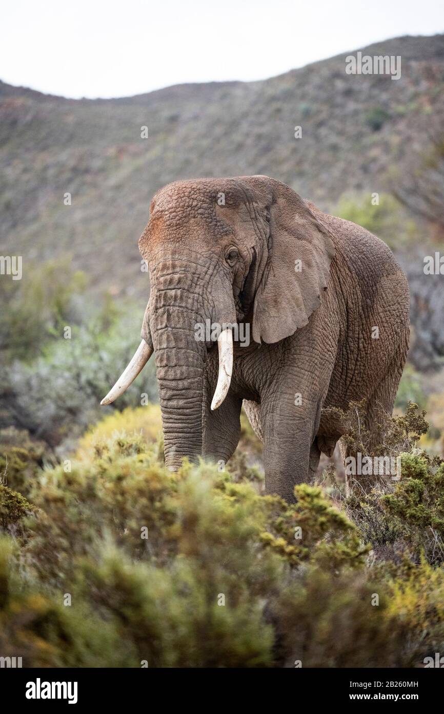 Elefante africano nella vegetazione fynbos, Loxodonta africana africana, Sanbona Wildlife Reserve, Sud Africa Foto Stock