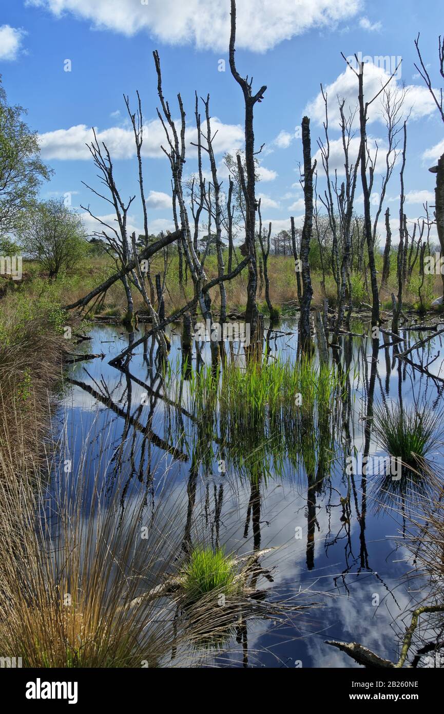 Una gabbia di alberi morti riflessa in acqua paludosa a Foulshaw Moss Foto Stock