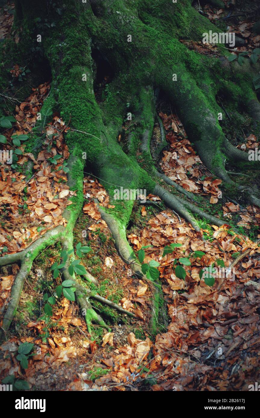 Vecchie radici di albero coperte di muschio verde. Radici di albero e tappeto di foglie secche. Vista sulla foresta Foto Stock