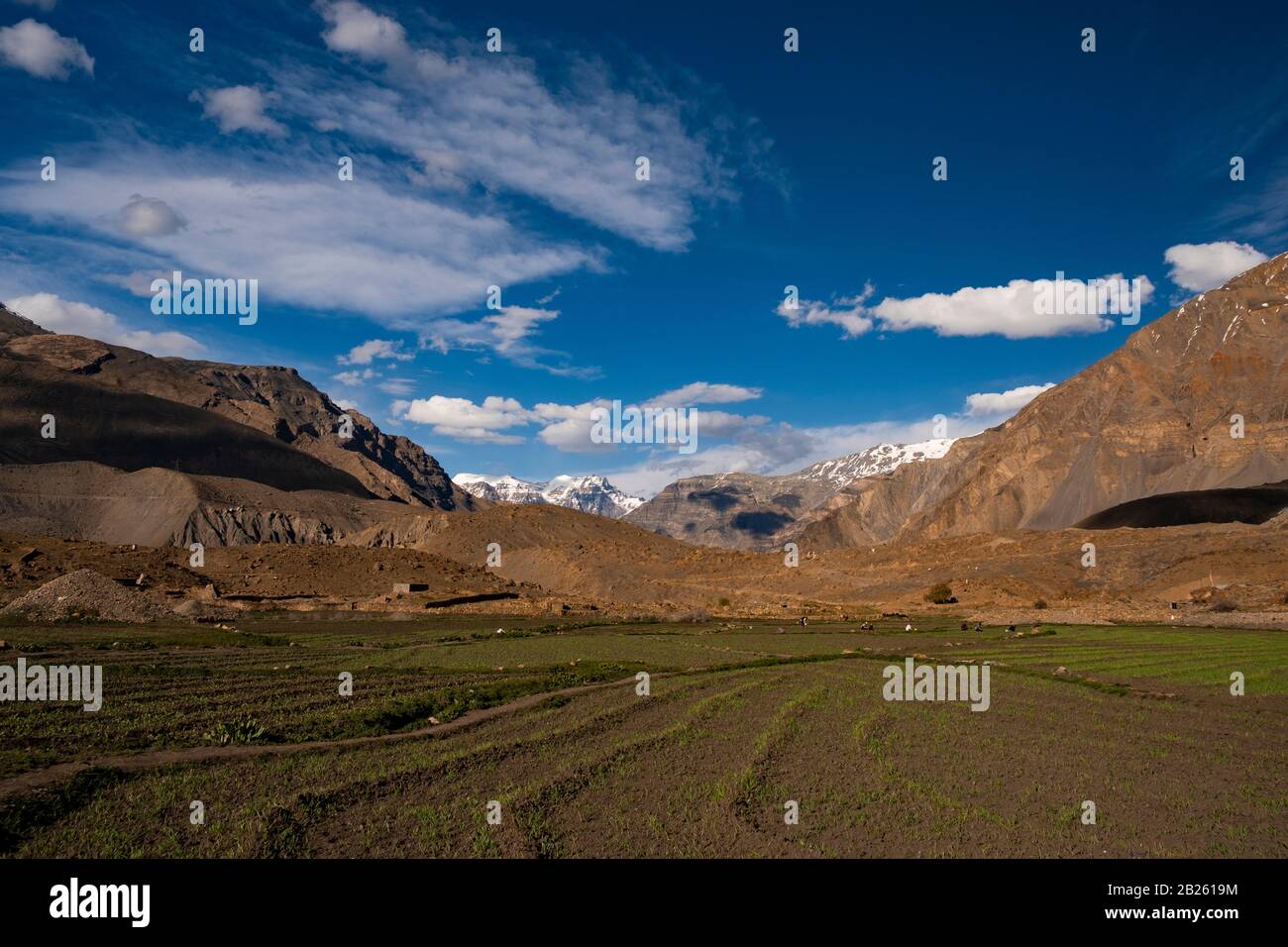 Agricoltura A Mane Village, Valle Di Spiti, Himachal Pradesh. Foto Stock