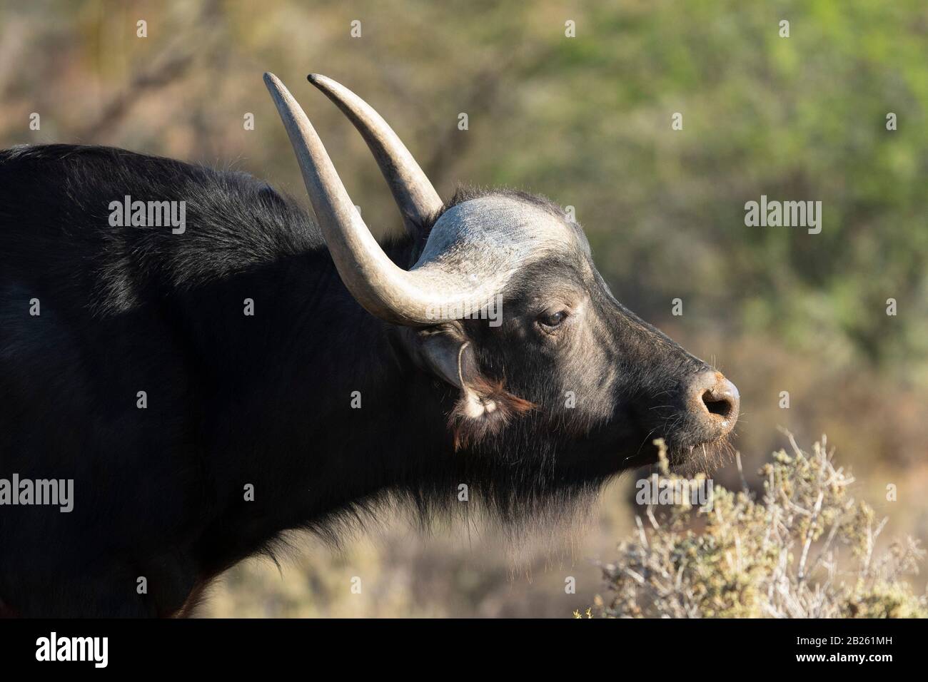 Bufali, Syncerus caffer, Sanbona Wildlife Reserve, Sud Africa Foto Stock