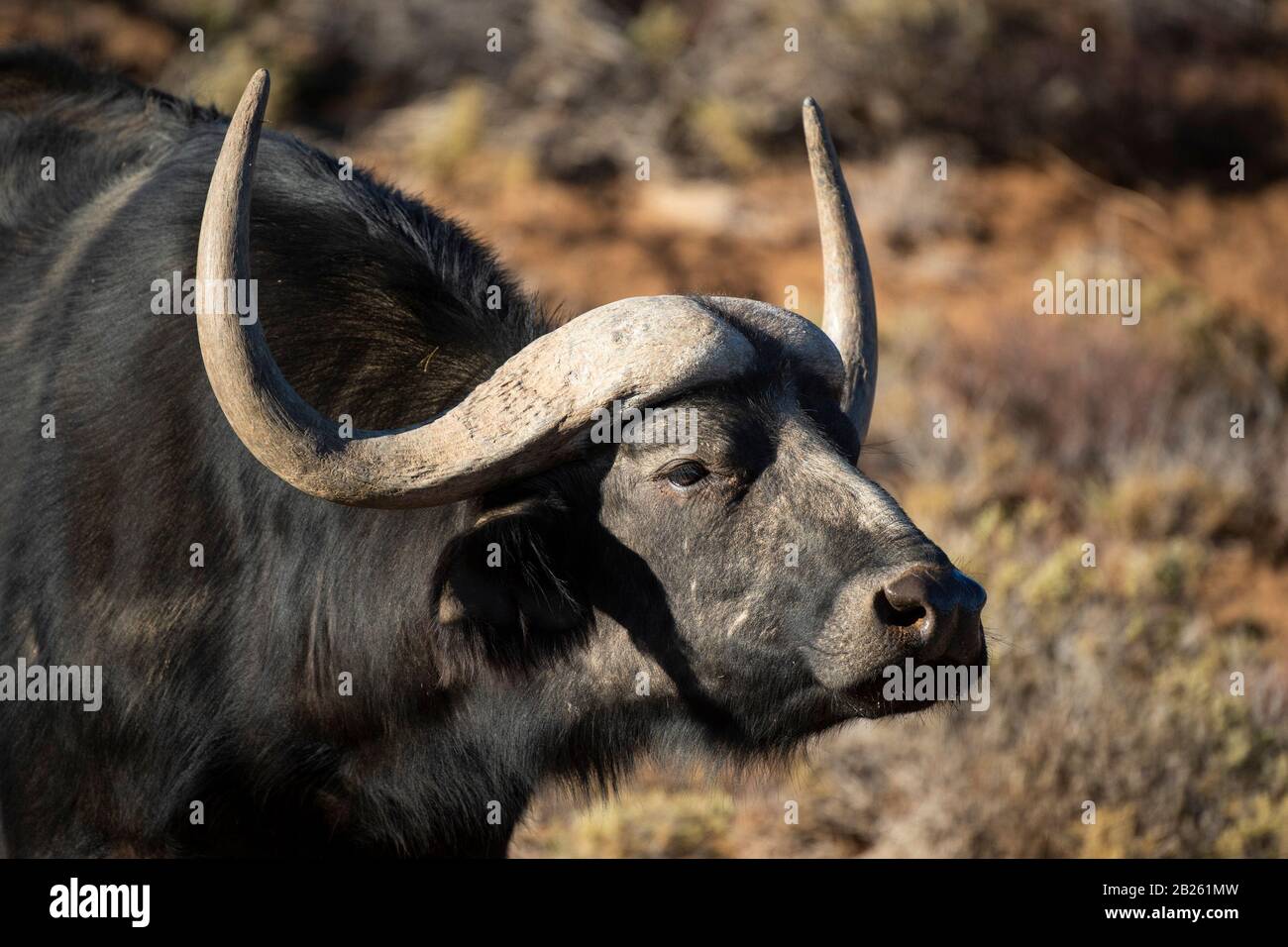 Bufali, Syncerus caffer, Sanbona Wildlife Reserve, Sud Africa Foto Stock