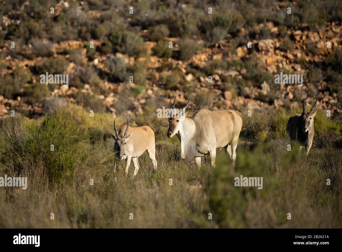 Common eland, Tragelaphus oryx, Aquila Private Game Reserve, Sud Africa Foto Stock