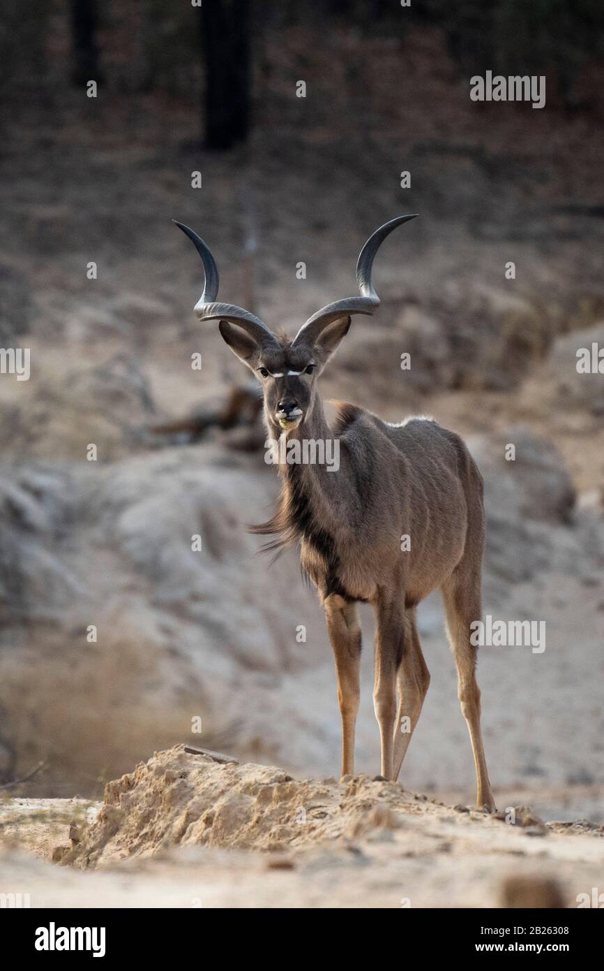 Maschio Kudu Maggiore, Tragelaphus strepsiceros, Nest di Ant, il Waterberg, Sudafrica Foto Stock