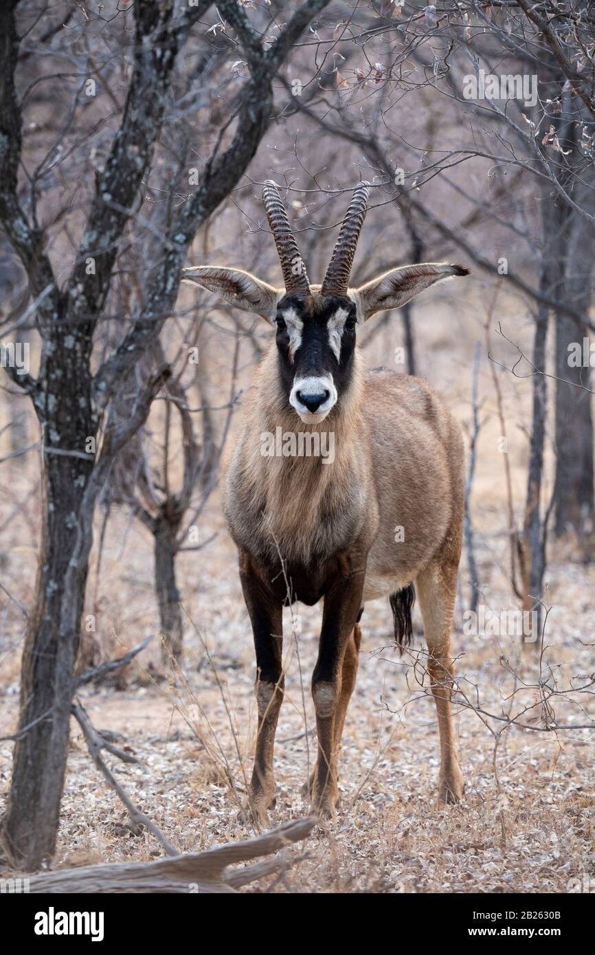 Ant's Nest, Waterberg, Sudafrica Foto Stock