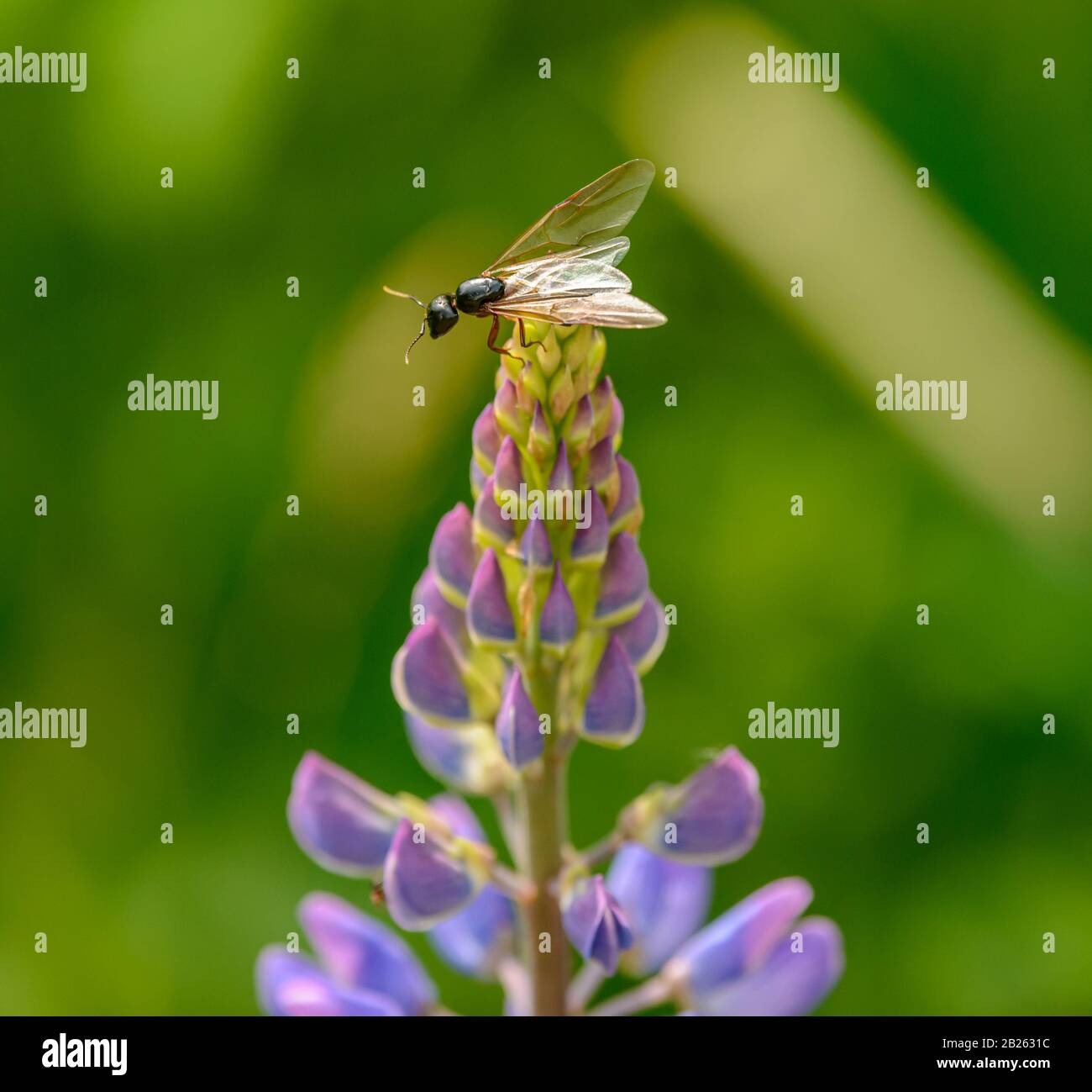 formica alata sulla cima di lupino viola fiore, selvatico Foto Stock