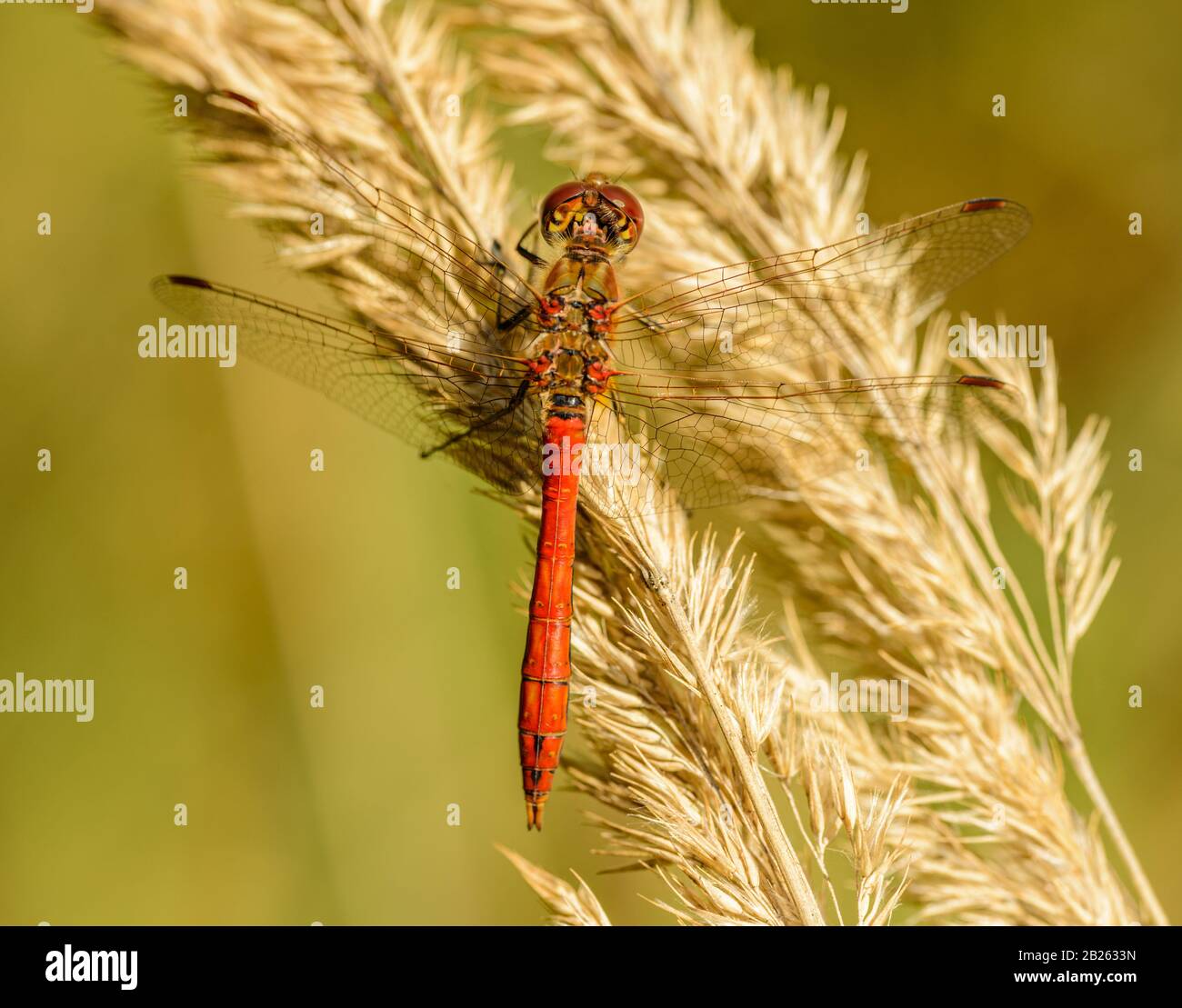 libellula rossa seduta su erba secca, selvatica Foto Stock
