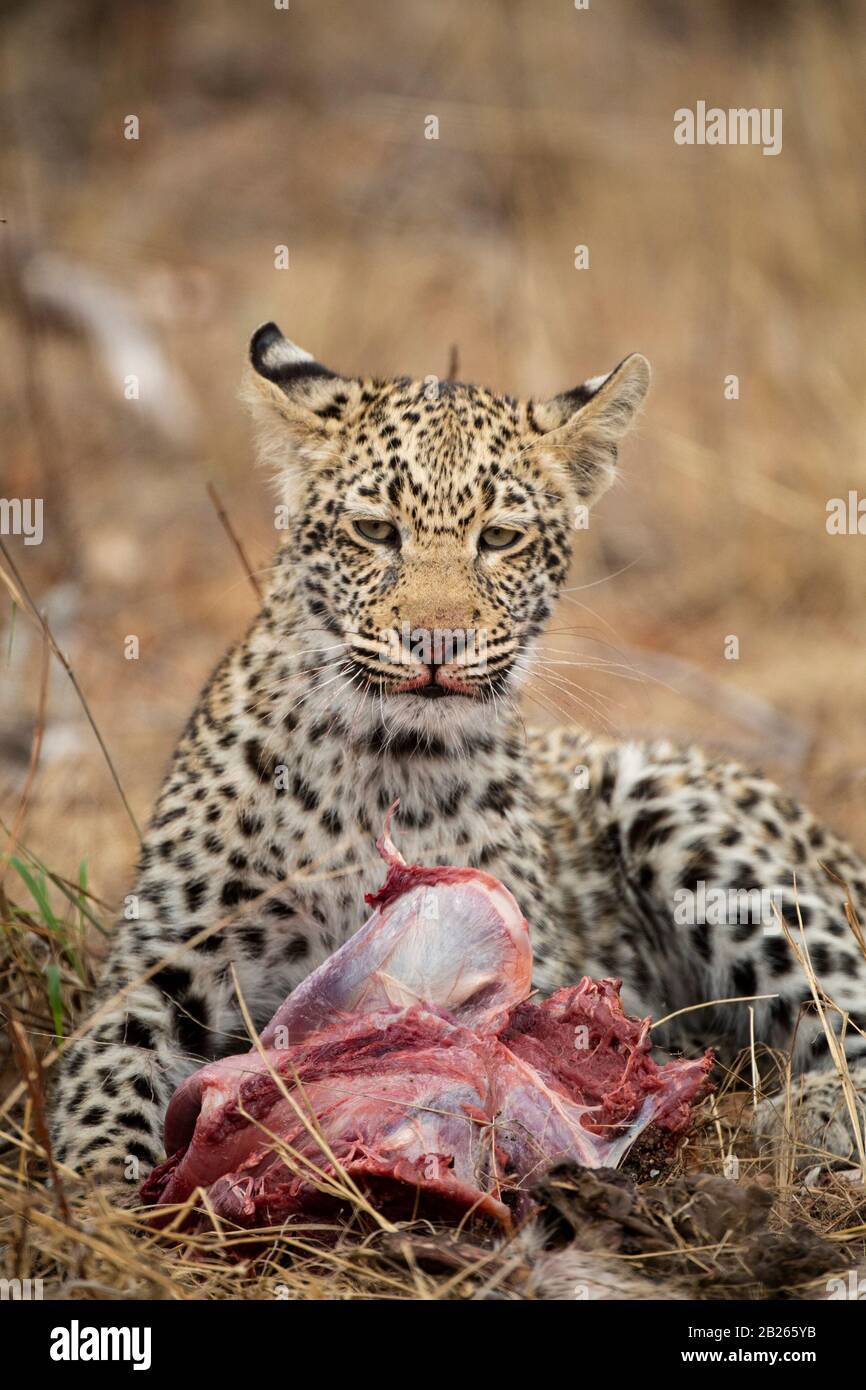 Cucciolo di leopardo che alimenta un uccisione, Panthera pardus, MalaMala Game Reserve, Sudafrica Foto Stock