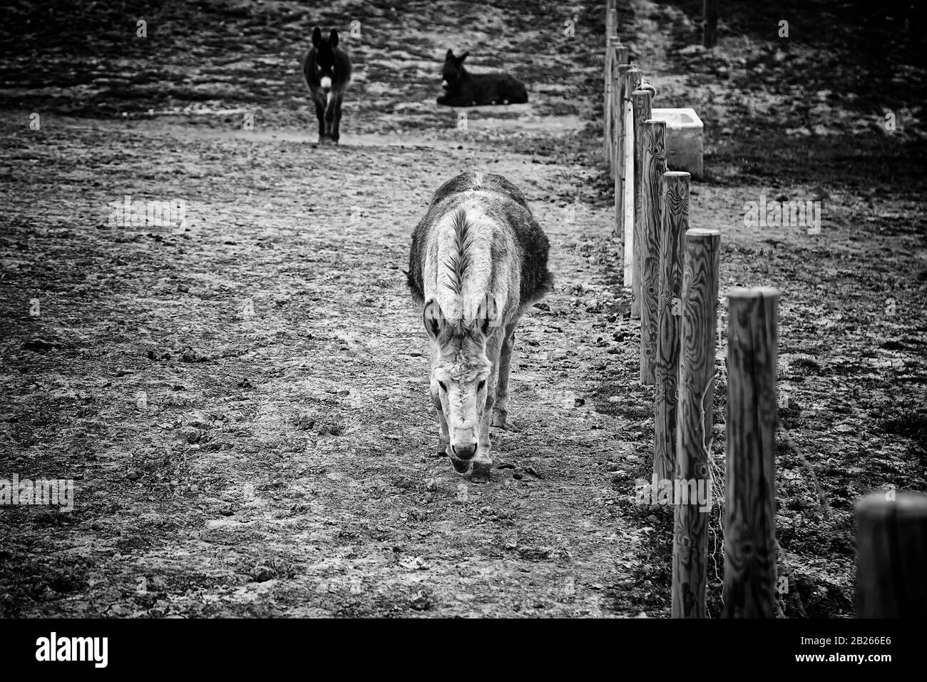 Asini in fattoria animale, parco naturale Foto Stock