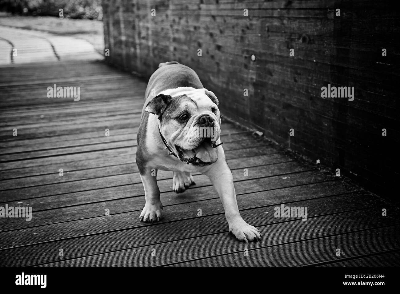 Bulldog in park a suonare e a piedi, pedigree animali Foto Stock