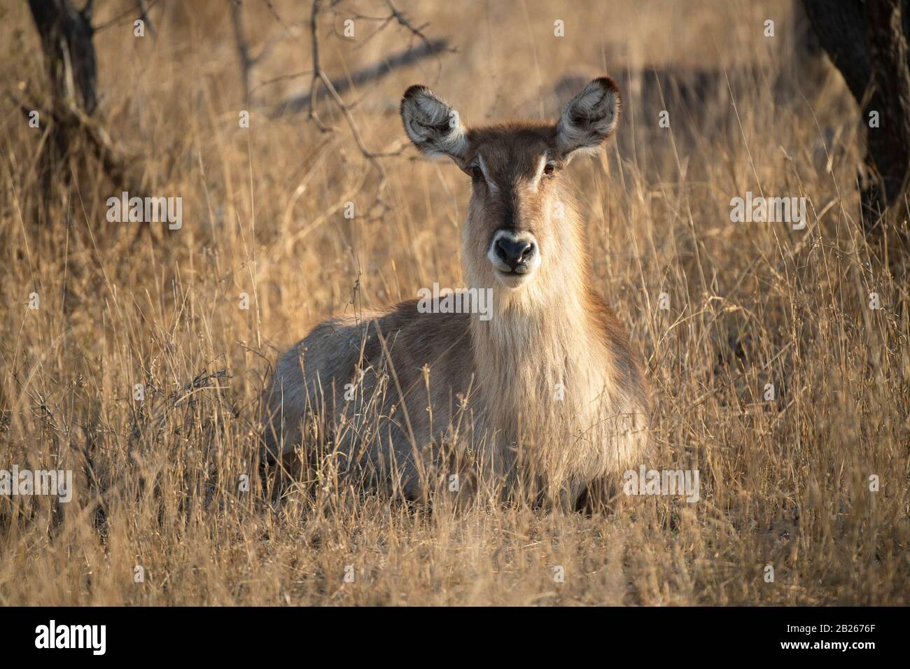 Comune waterbuck, Kobus ellissiprymnus ellissiprymnus, Kruger National Park, Sudafrica Foto Stock