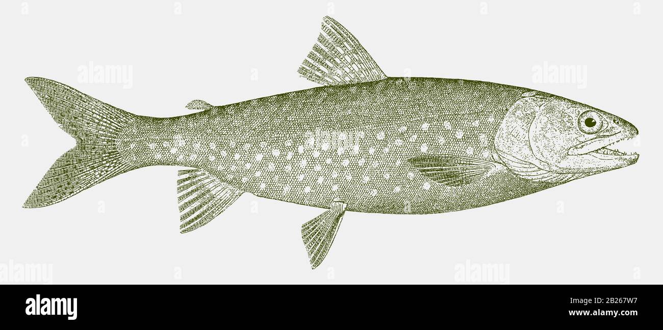 Trota del lago, namaycush di salvelinus, un pesce di acqua dolce dal Nord America in vista laterale Illustrazione Vettoriale