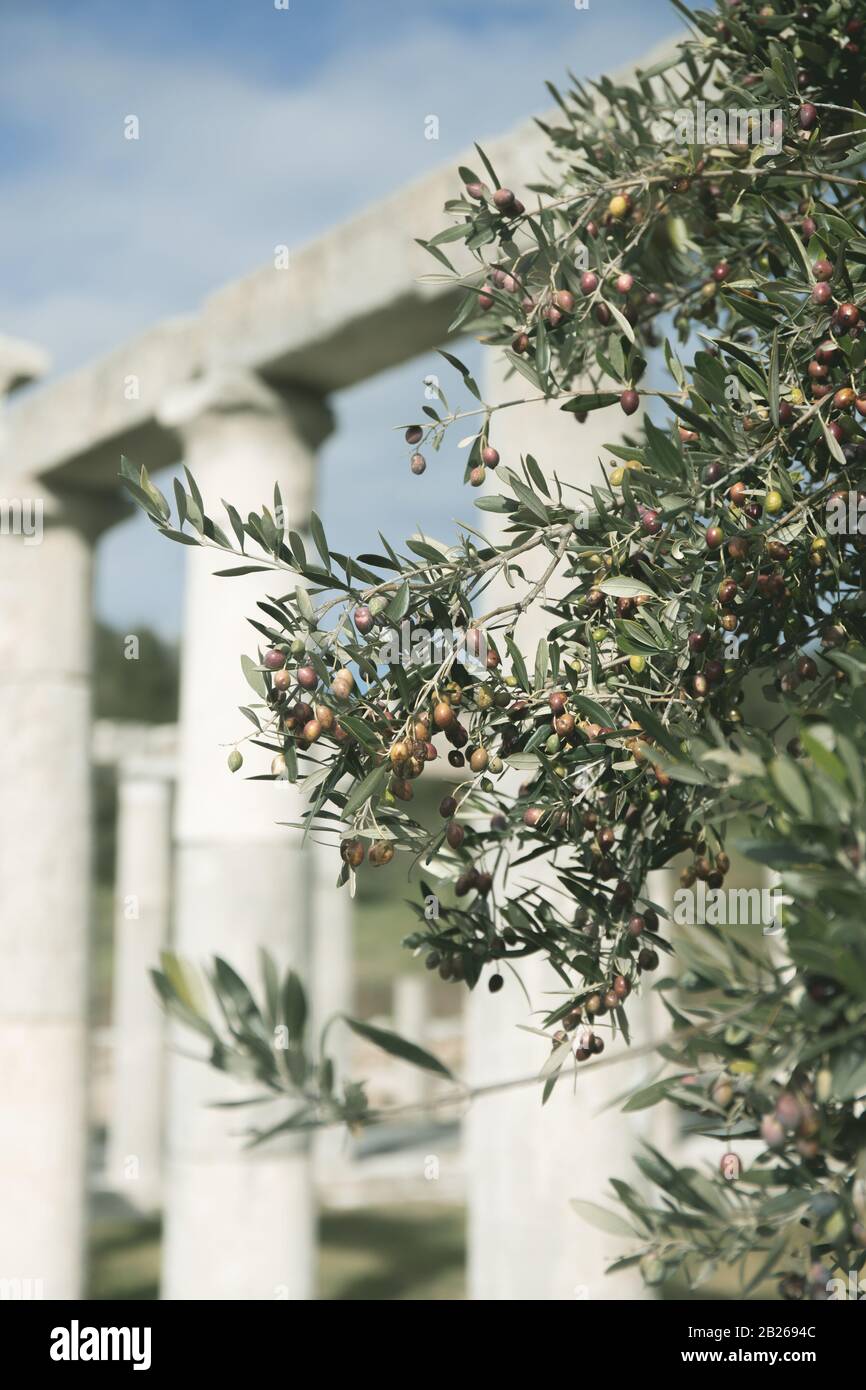 Rovine dell'antica città di Messina, Peloponneso, gennaio 2020 Foto Stock