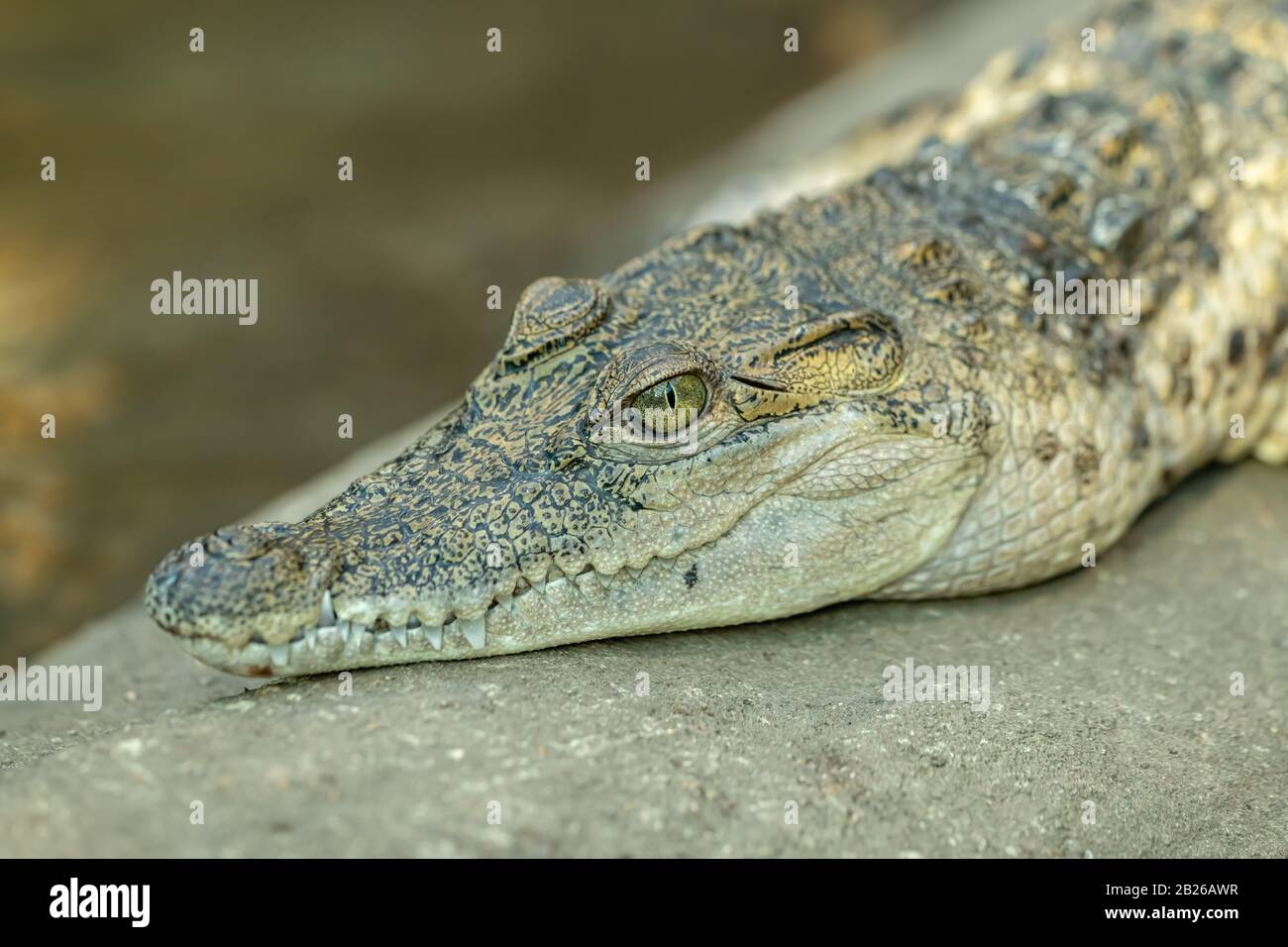 ritratto di coccodrillo appoggiato su cemento Foto Stock